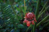 Torch-ginger in the Parc Floral Valombreuse 