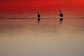 Caribbean Flaming at dawn in the marshes of Giens