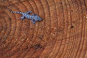 Common Wall Gecko on one strain of an african cedar