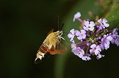 Broad bordered bee hawk moth Limousin France