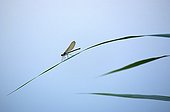 Damselfly on leaf at the edge of Adour river France