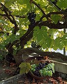 Harvest of grapes in a garden
