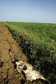 Cow skull in a field Morocco