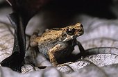 Tungara Frog on leaves Nicaragua