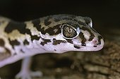 Portrait of Central American Banded Gecko Nicaragua
