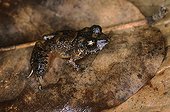 Robber Frog on leaf Nicaragua