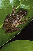 Sipurio Snouted Treefrog on leaf Nicaragua
