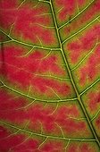 Autumn leaf