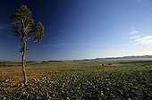 Landscape near Al Massira lake in Morocco