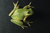 Mediterranean Tree Frog male France