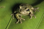 Common Mexican Treefrog on leaf Nicaragua ; Rainette sur une feuille Nicaragua