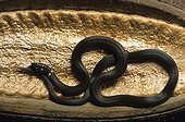 Black-headed Snake Nicaragua