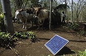 Solar panels and cows Reserve Domitila Nicaragua 