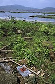 Biohazard plastic bag in nature near a lake Nicaragua 