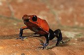 Strawberry poison dart frog on leaf Nicaragua 