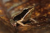 Warszewitsch's Frog on leaf Nicaragua 