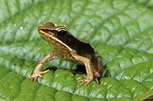 Warszewitsch's Frog on leaf Nicaragua 