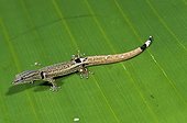 Spotted Least Gecko on leaf Nicaragua 
