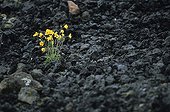 Wildflowers growing on the lava Volcano Krafla Iceland  ; The last eruption dates back to 1984