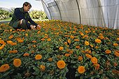 Farmer in a greenhouse with Marigold Côte d'Azur France