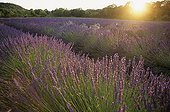 Field of lavender in Sunset Provence France 