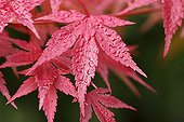 Maple Leaf of autumn in Japan in the cool morning