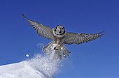 Northern Hawk Owl flying away Quebec Canada 