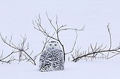 Snowy owl on the ground in bush Quebec Canada
