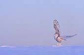 Snowy owl on the ground in snow Quebec Canada