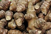 Girasole's tubers