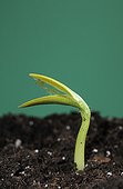 Germination of a Potiron squash 'Giraumon turban' seed