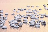 Snow geese wintering in New Mexico USA