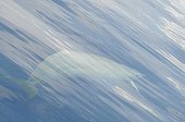 Gervais' beaked Whale under surface Caribbean Sea