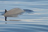 Gervais' beaked Whale under surface Caribbean Sea