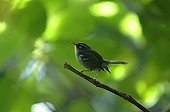 Plumbeous Warbler on a branch Basse-Terre Guadeloupe