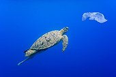 Green turtle swimming towards a plastic bag Comoros