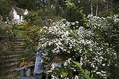 Aster 'White Ladies' in bloom in a garden in autumn