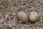 Eggs of Parasitic skua Varanger Norway