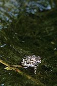 Mallorcan Midwife Toad on aquatic vegetation Mallorca ; Described from fossil remains in 1977, the species was discovered alive two years later.