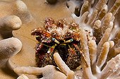 Hermit Crab watching on a Coral Sulawesi Indonesia