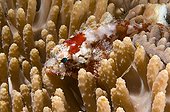 Young Scorpionfish in the branches of a Coral Sulawesi