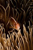 Pink Anemonefish in its host Sea Anemone Sulawesi