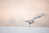 Snowy owl flying in winter Quebec Canada