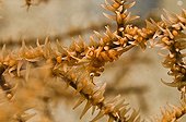 Cleaner Shrimp disguised as a branch of Sea Fan Indonesia