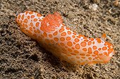 Nudibranch crawling on the sandy bottom Sulawesi Indonesia