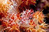 Symbiotic Crab camouflaged on an arm of Soft Coral Asia