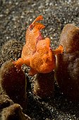Frogfish at steal in a Coral Sulawesi