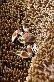 Anemone Crab in its host Sea Anemone Sulawesi Indonesia