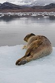 Bearded Seal resting on a pack of ice Spitsbergen