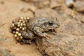 Midwife Toad  male carrying eggs Dels Ports Natural Park